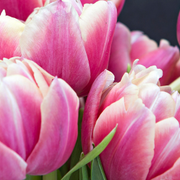 Ready To Go Wholesale Centerpieces Card