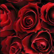 Ready To Go Wholesale Centerpieces Card