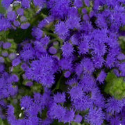 Ready To Go Wholesale Centerpieces Card