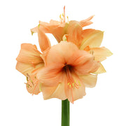 Ready To Go Wholesale Centerpieces Card
