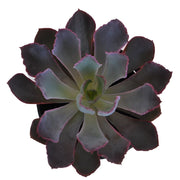 Ready To Go Wholesale Centerpieces Card