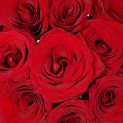 Ready To Go Wholesale Centerpieces Card