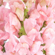 Ready To Go Wholesale Centerpieces Card