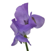 Ready To Go Wholesale Centerpieces Card