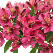 Ready To Go Wholesale Centerpieces Card