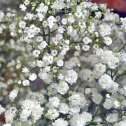 Ready To Go Wholesale Centerpieces Card