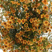Ready To Go Wholesale Centerpieces Card