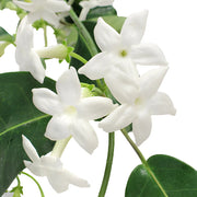 Ready To Go Wholesale Centerpieces Card