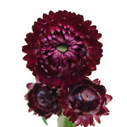 Ready To Go Wholesale Centerpieces Card