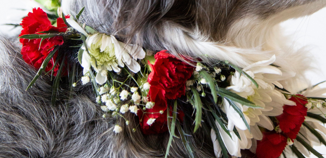 Floral Collars and Crowns for your Four Legged Friends featured image dog with floral collar