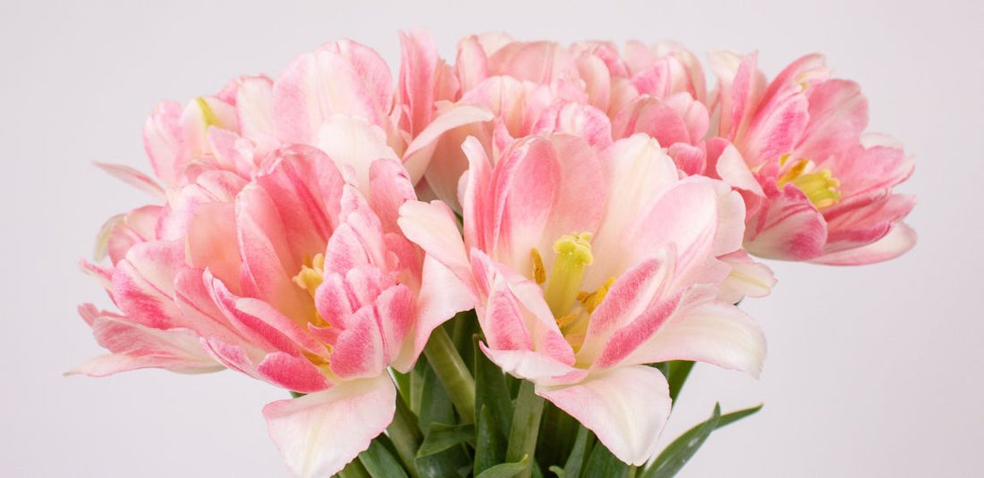 Pink double tulips