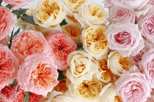 light pink, cream, and pink garden roses