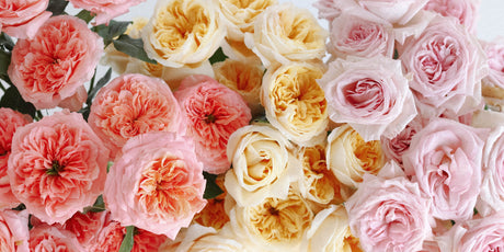 light pink, cream, and pink garden roses