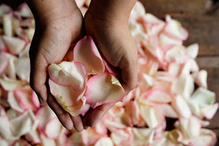 Drying rose petals