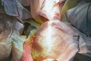 rose petals up close