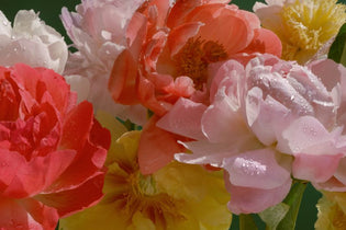 orange, pink, yellow, and white peonies