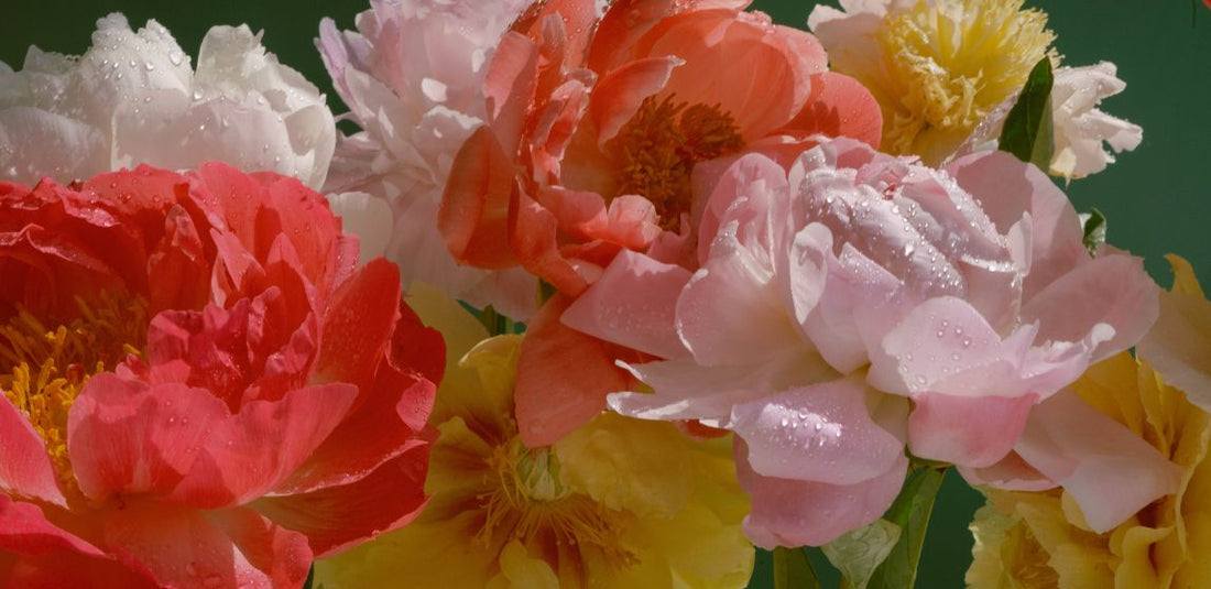 orange, pink, yellow, and white peonies