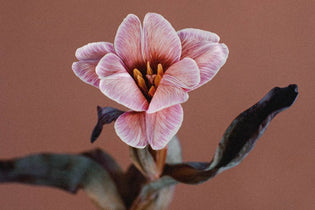 tulip the is reflexed open