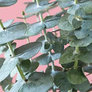 Ready To Go Wholesale Centerpieces Card