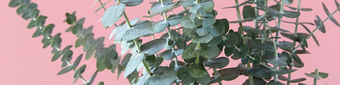 Eucalyptus