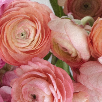 Ranunculus Flowers