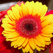 Ready To Go Wholesale Centerpieces Card