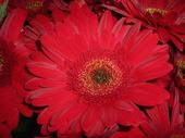 Ready To Go Wholesale Centerpieces Card