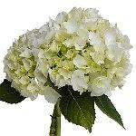 Ready To Go Wholesale Centerpieces Card