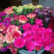 Ready To Go Wholesale Centerpieces Card