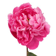 Ready To Go Wholesale Centerpieces Card