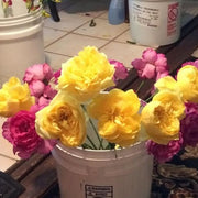 Ready To Go Wholesale Centerpieces Card