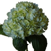 Ready To Go Wholesale Centerpieces Card