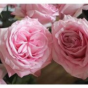 Ready To Go Wholesale Centerpieces Card