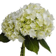 Ready To Go Wholesale Centerpieces Card