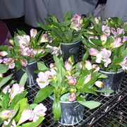 Ready To Go Wholesale Centerpieces Card