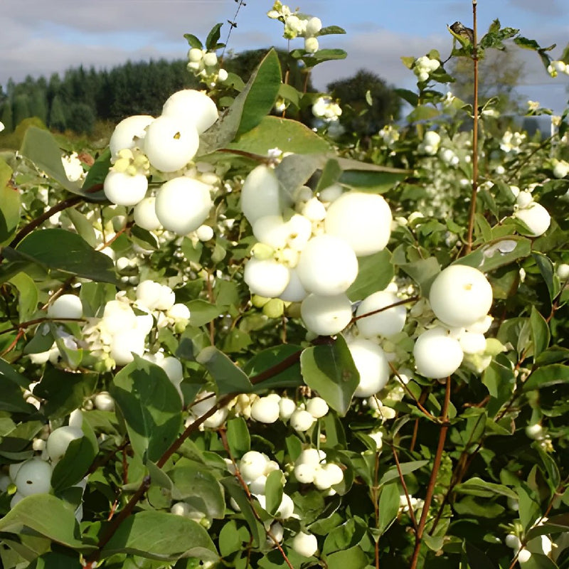 White Snowberry Fresh Autumn Greens