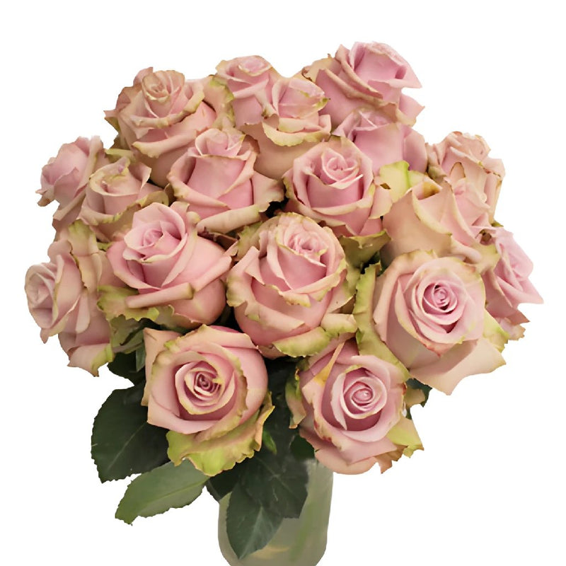 Acapella Antique Lavender Mist Roses