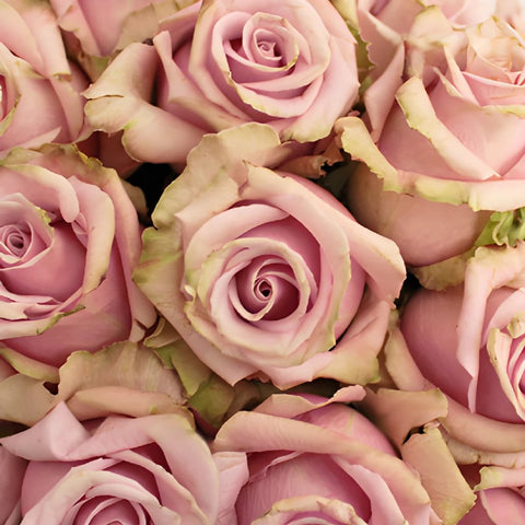 Acapella Antique Lavender Mist Roses
