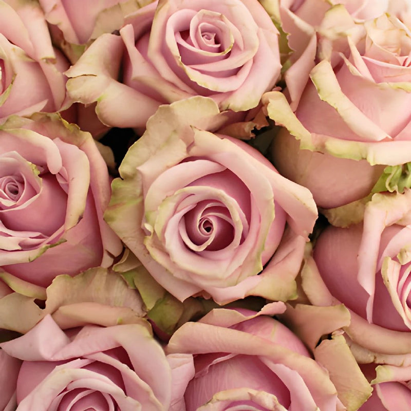 Acapella Antique Lavender Mist Roses