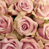 Acapella Antique Lavender Mist Roses