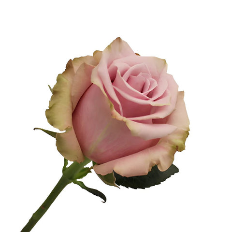 Acapella Antique Lavender Mist Roses