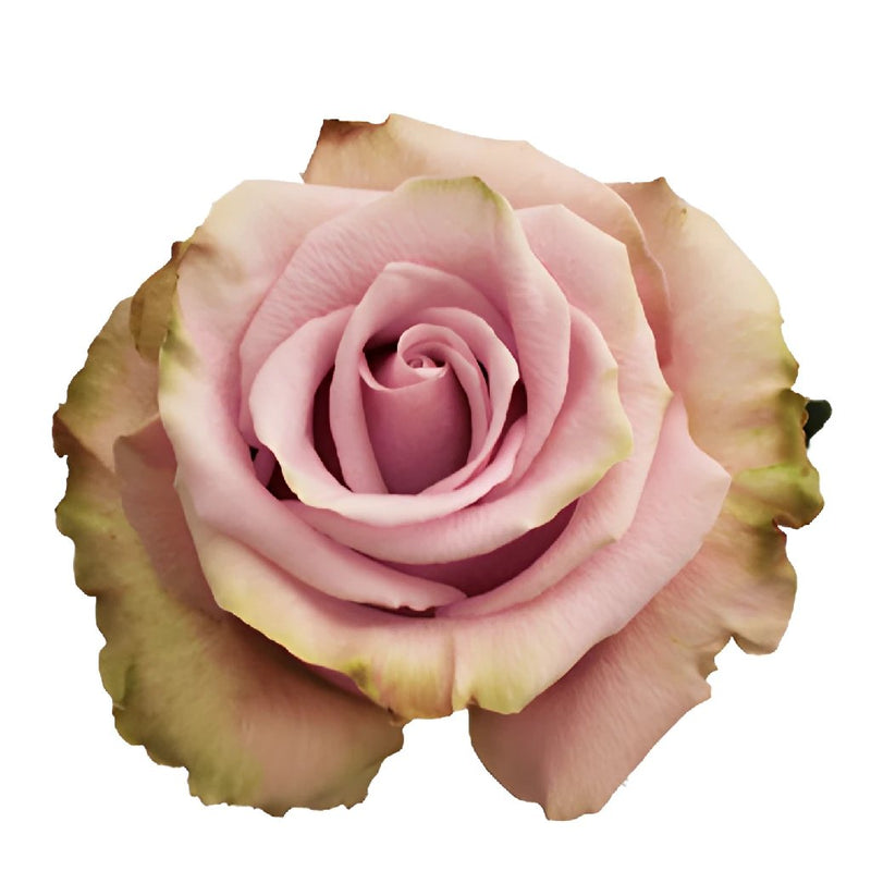 Acapella Antique Lavender Mist Roses