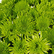Ready To Go Wholesale Centerpieces Card