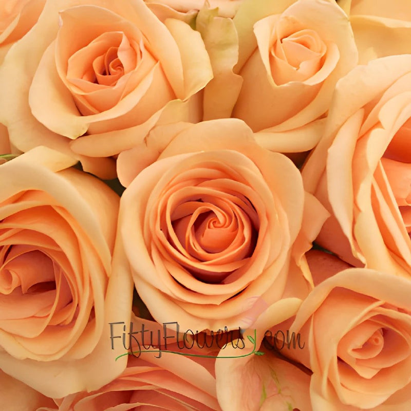 Alejandra Perfect Peach Rose