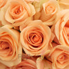 Alejandra Perfect Peach Rose