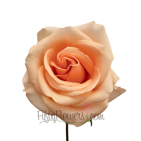Alejandra Perfect Peach Rose