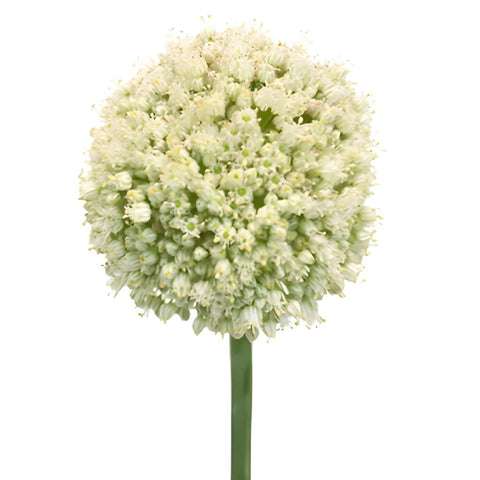Snowball Allium Flowers