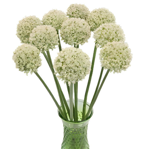 Snowball Allium Flowers
