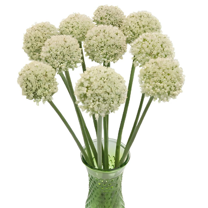 Snowball Allium Flowers