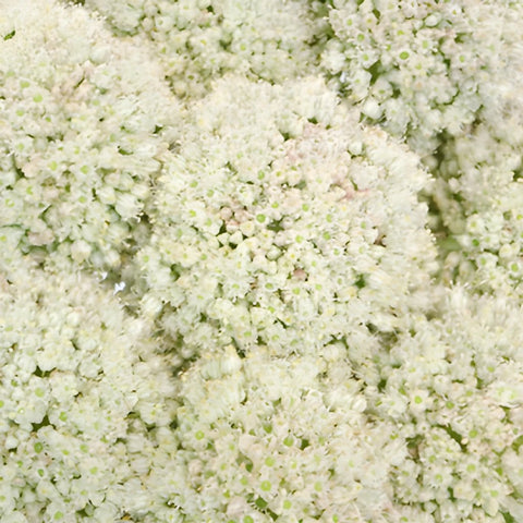 Snowball Allium Flowers